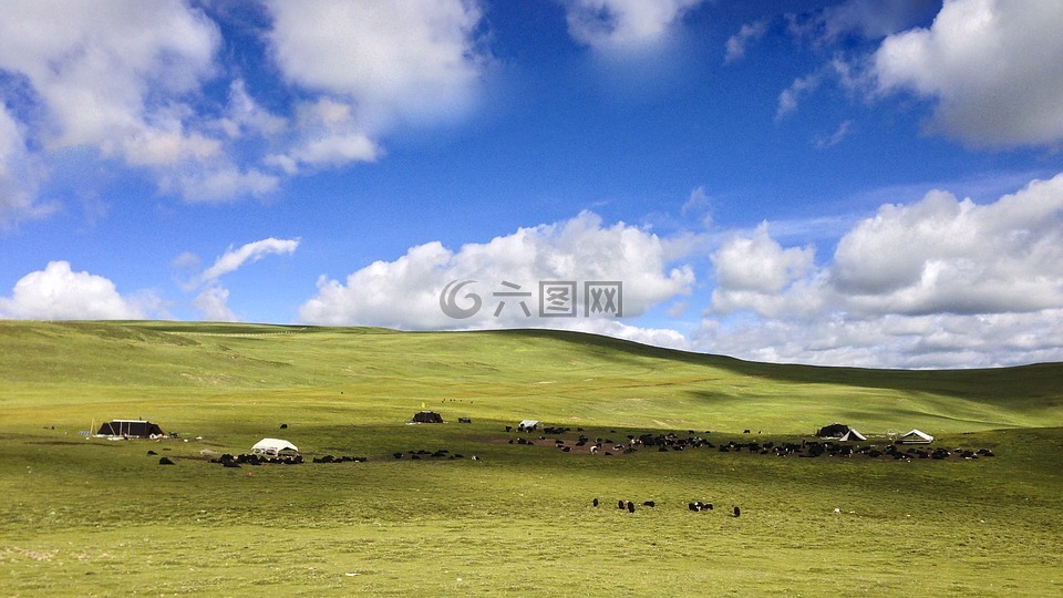 草原,蓝天,白云