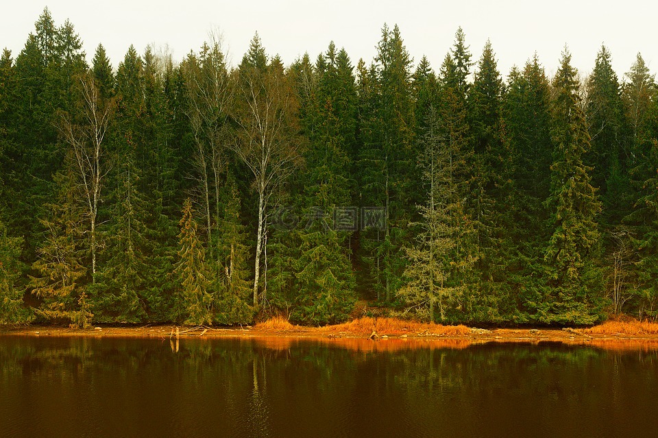 瑞典,森林,树