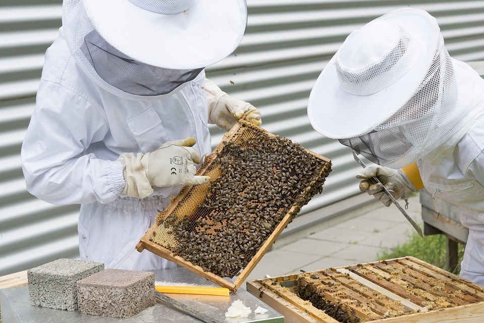 养蜂人,蜜蜂,蜂箱