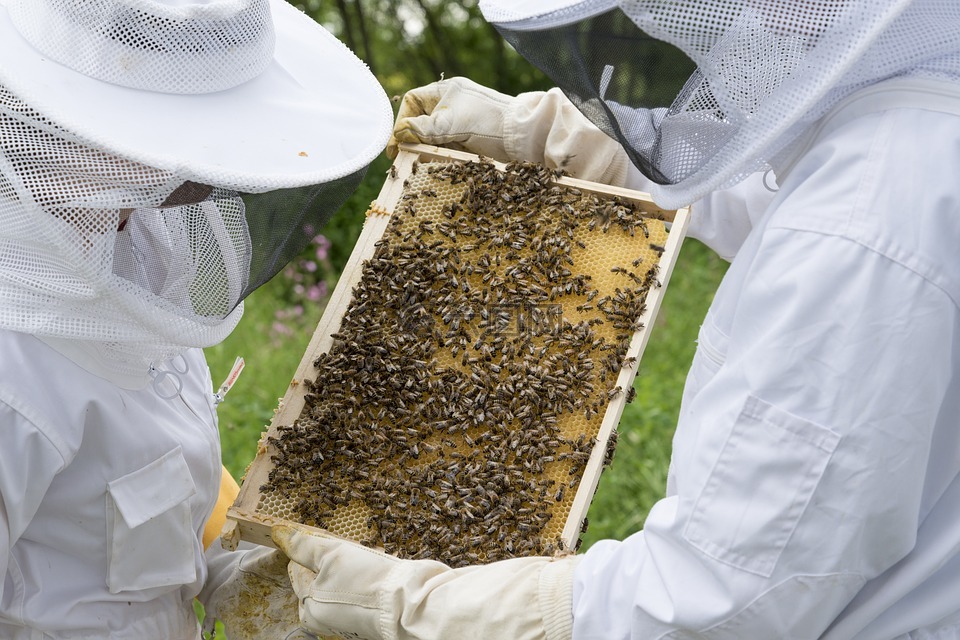 养蜂人,蜜蜂,蜂箱