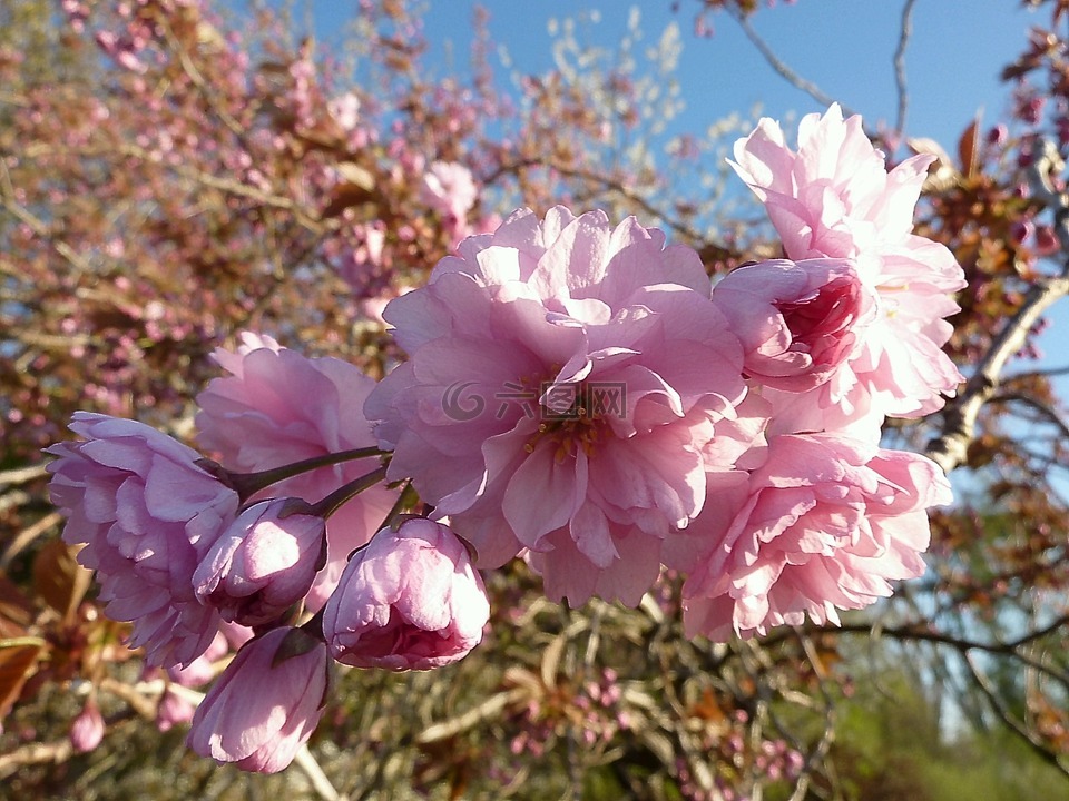 日本樱花盛开,梅花石楠,观赏樱花