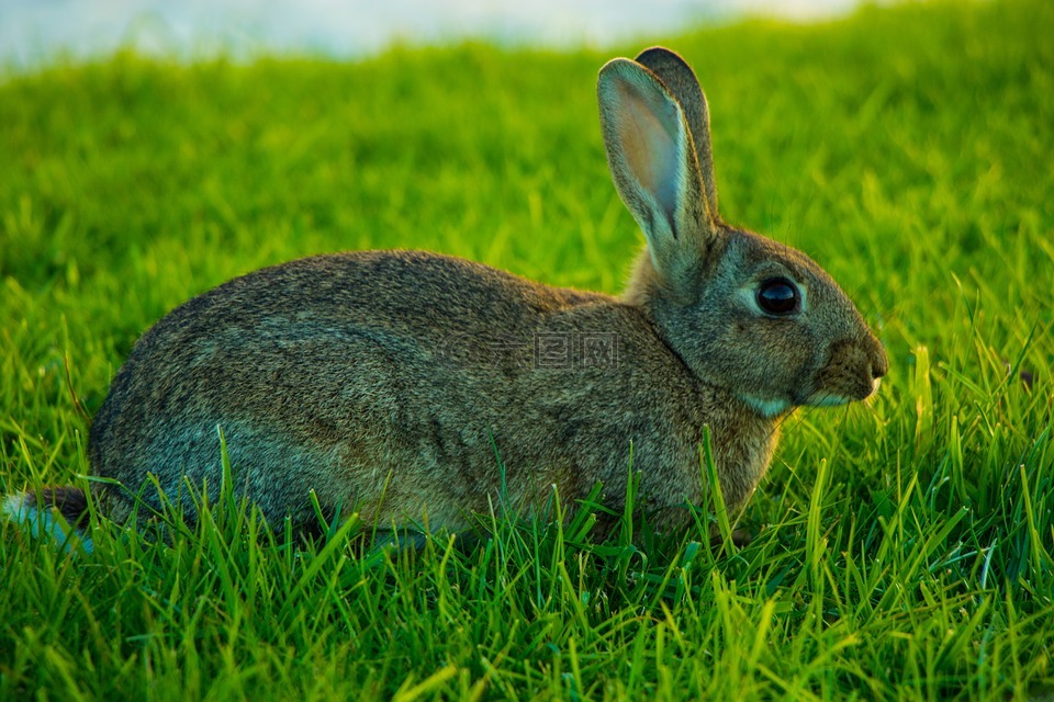 兔,棕色的兔子,野兔