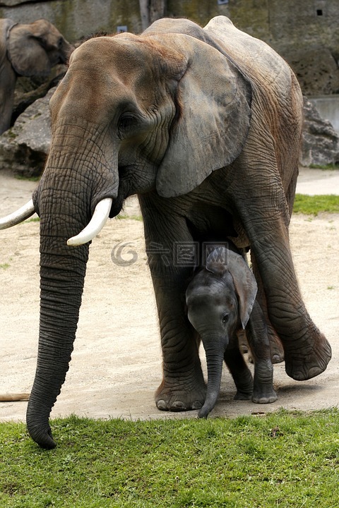非洲布什大象,年轻的母亲,蒂尔加滕 schönbrunn