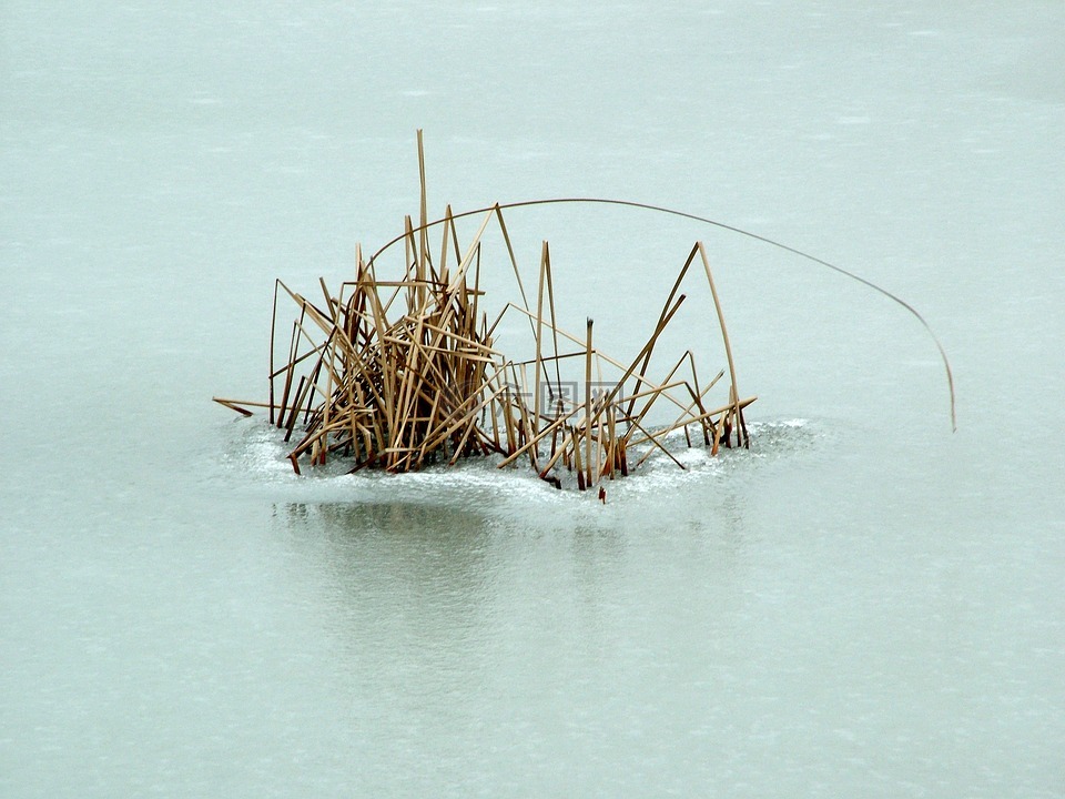 冬日,枯苇,小景