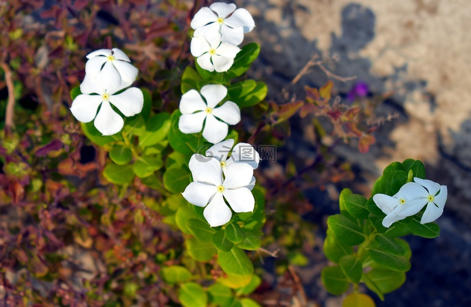 白长春花,白色的花,sadabahar