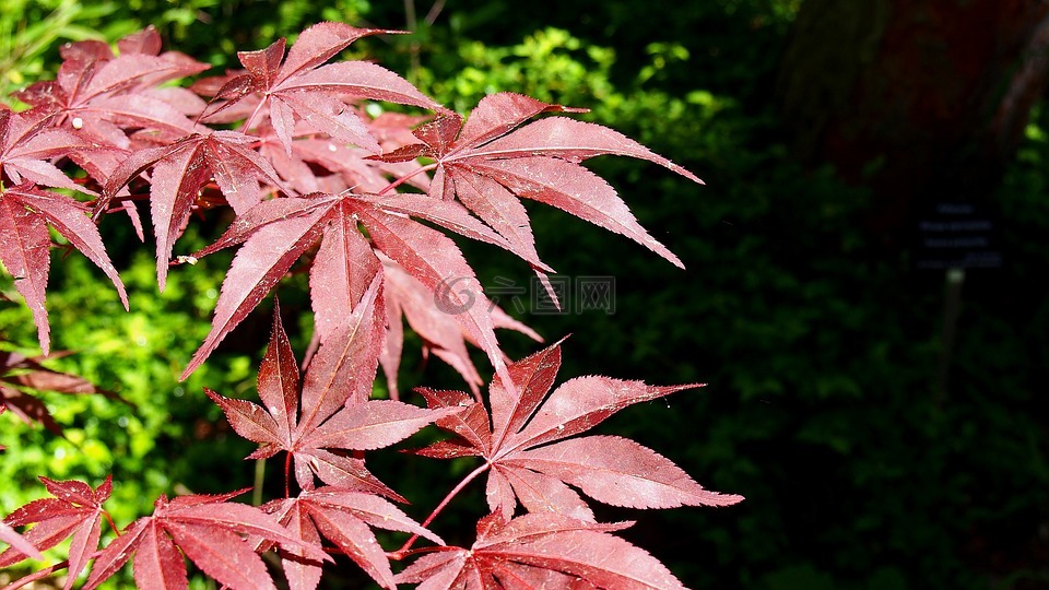 克隆的手掌,叶子,红色