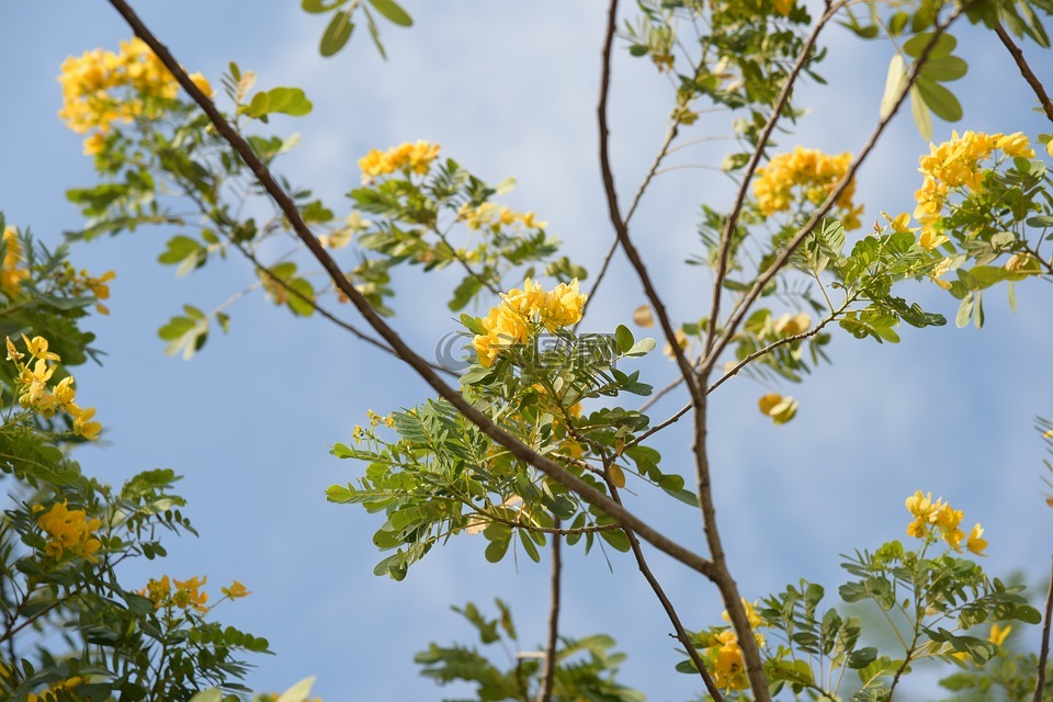 植物,户外,花