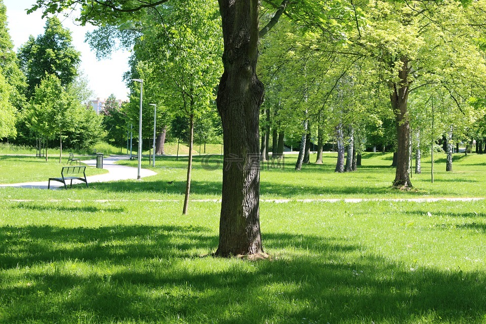 树,公园,长凳