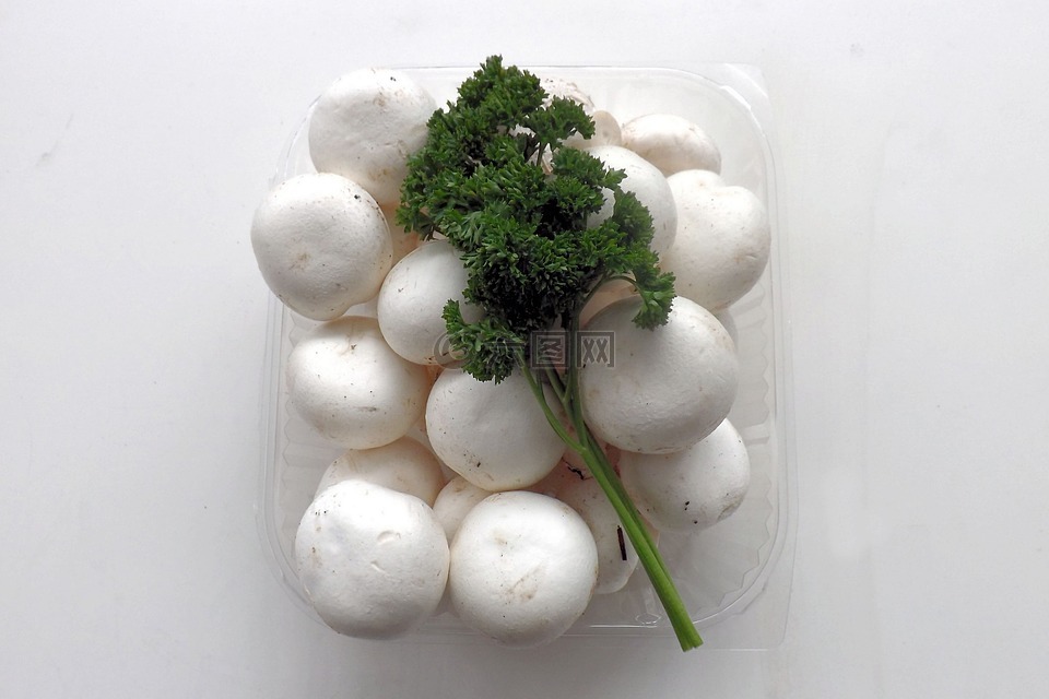 蘑菇,白,白蘑菇