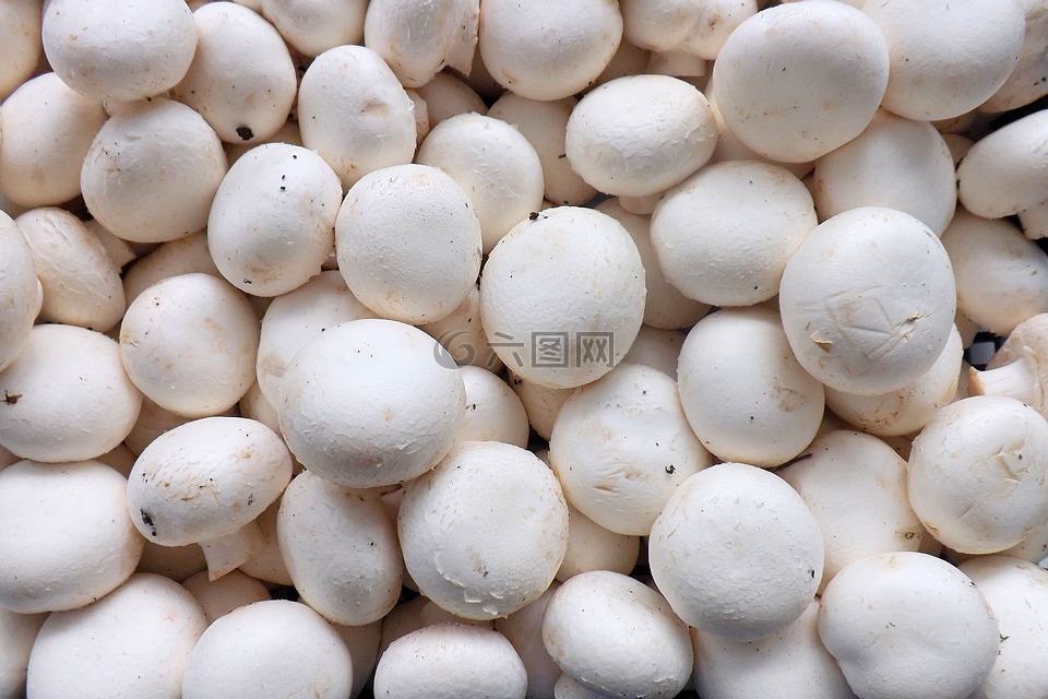 蘑菇,白,白蘑菇