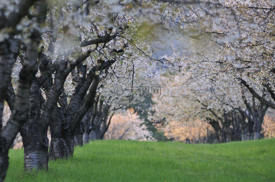 čerešna,树,春天