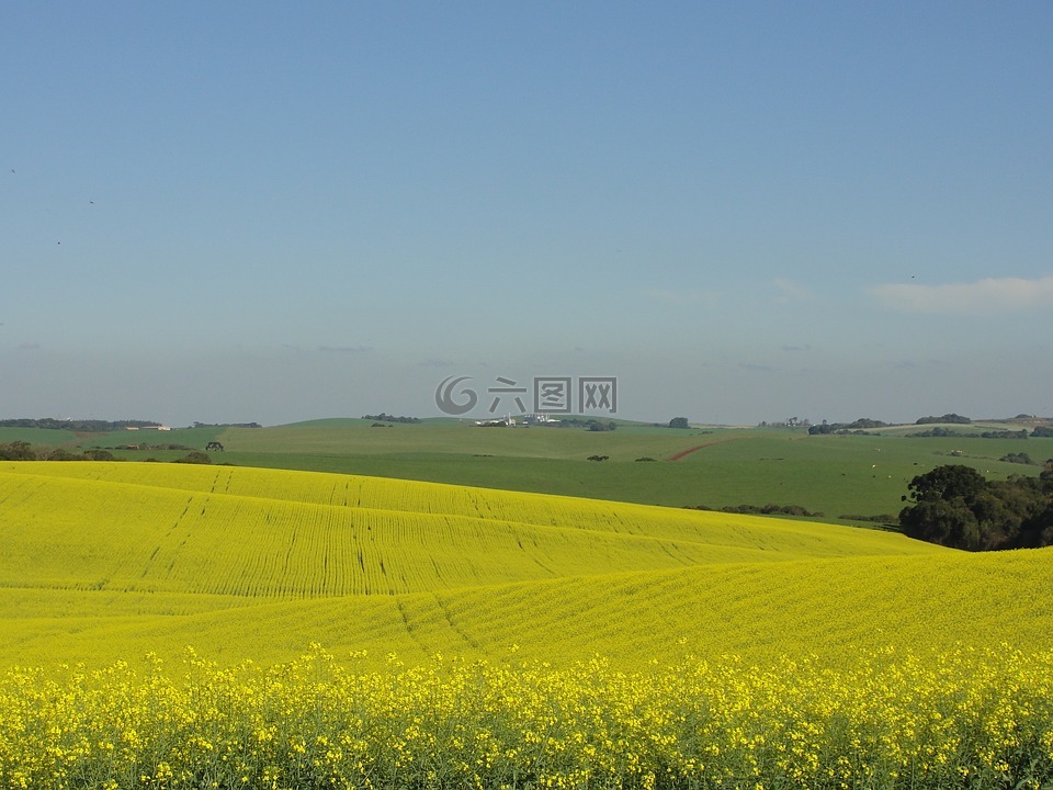 领域,双低油菜籽,花卉