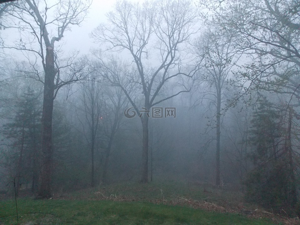 雾林,雾,树