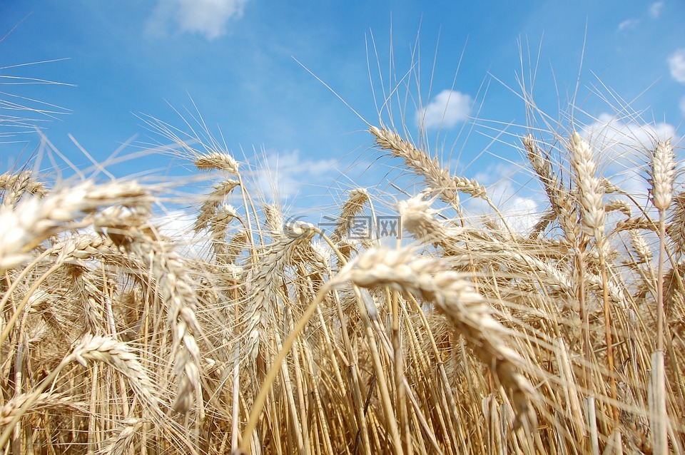 小麦,农业,谷物小麦