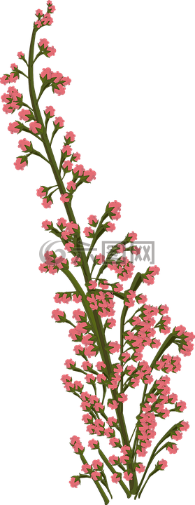 花,粉红色,植物