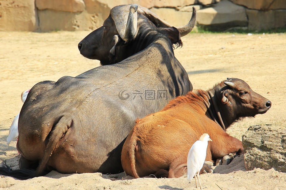 非洲水牛,水牛,野生动物