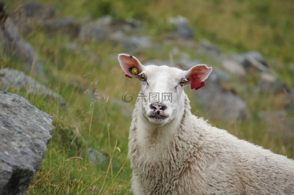 羊,挪威,畜牧业
