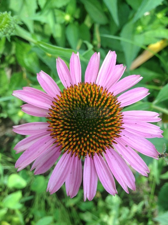 coneflower,紫色,黄色