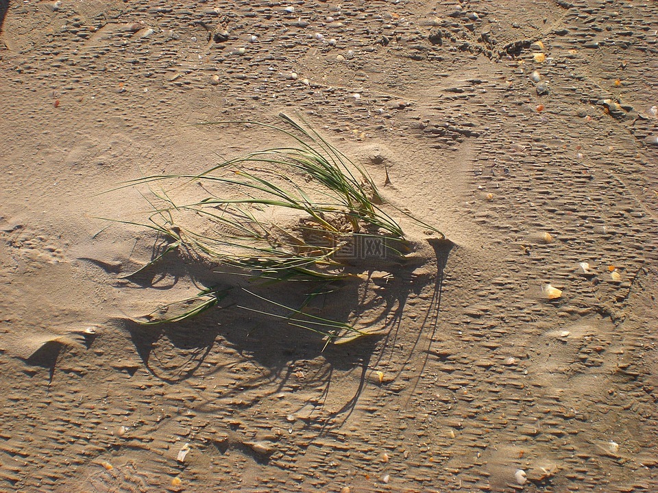 沙,沙丘,草