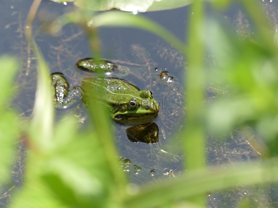 青蛙,池塘,水蛙