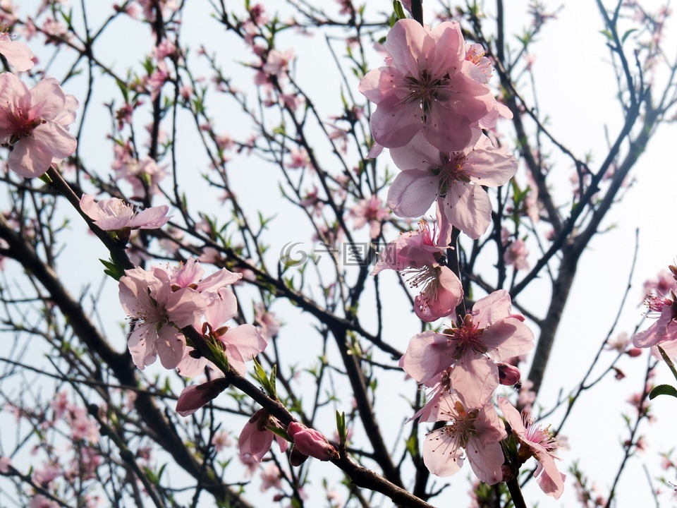 桃花,桃树,春天