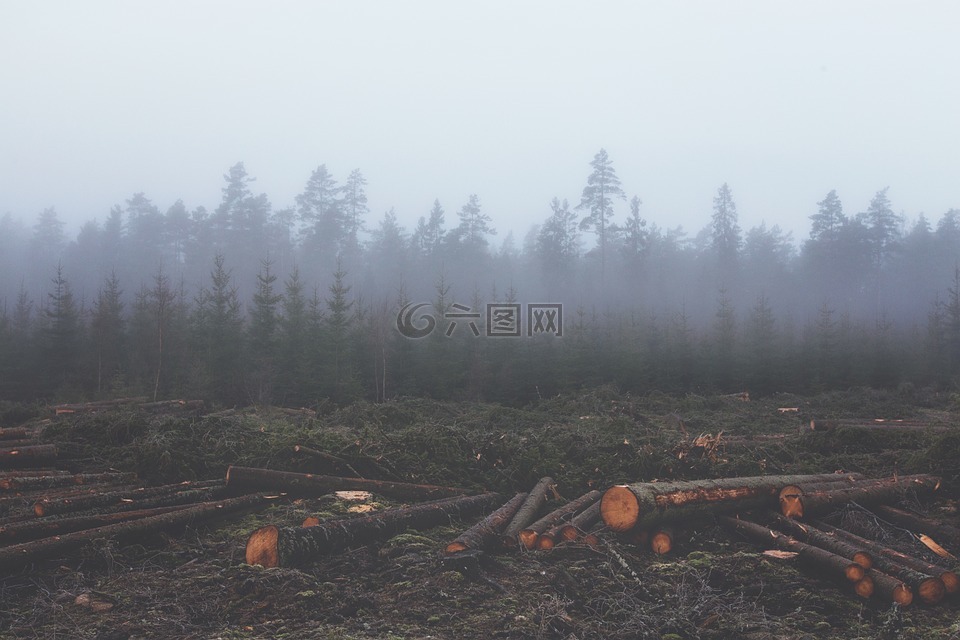 森林砍伐,采伐,木材