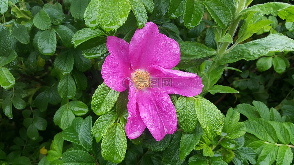 雨,鲜花,玫瑰