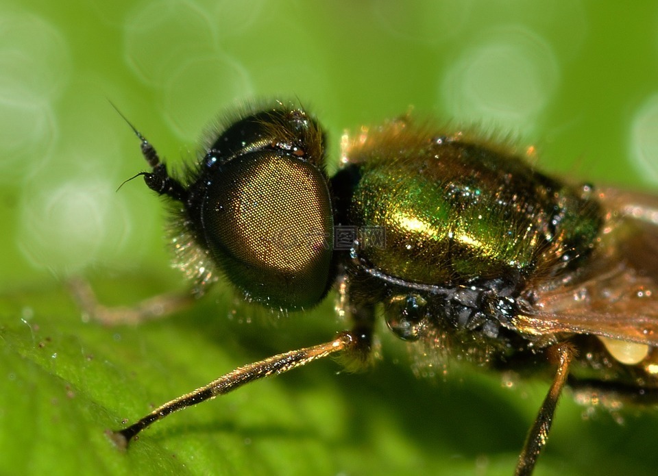 昆虫,双翅目,chloromyia