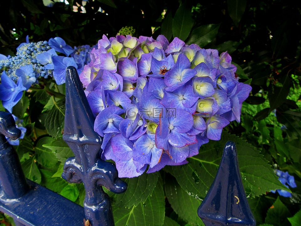 绣球花,蓝花,鲜花