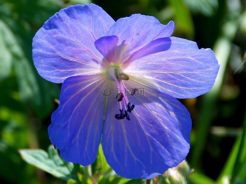 花,开花,蓝色天竺葵