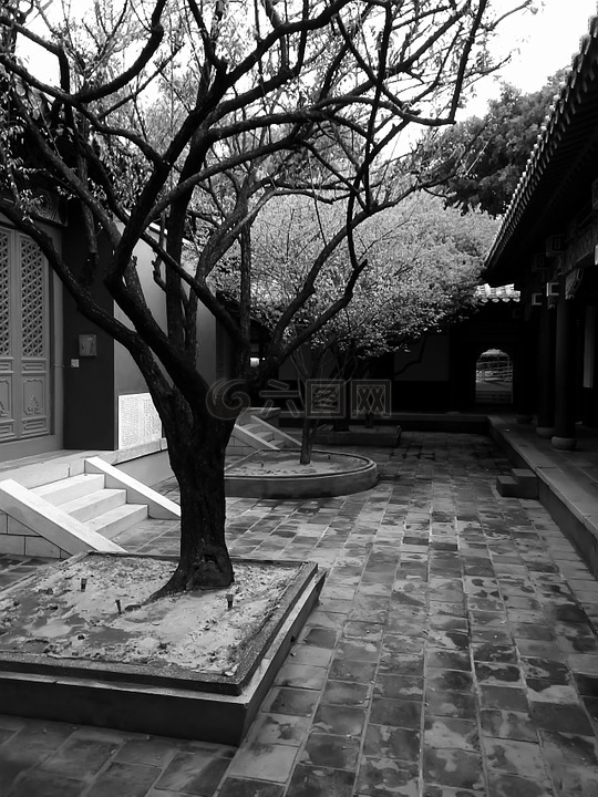黑白,樹,台灣