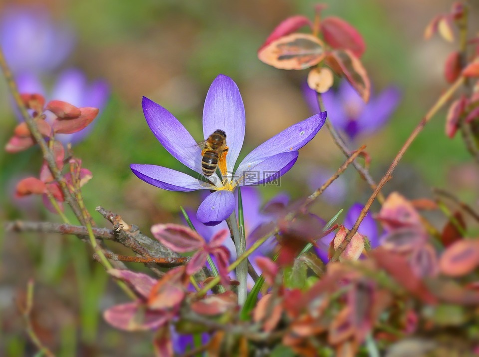 蜜蜂,昆虫,藏红花