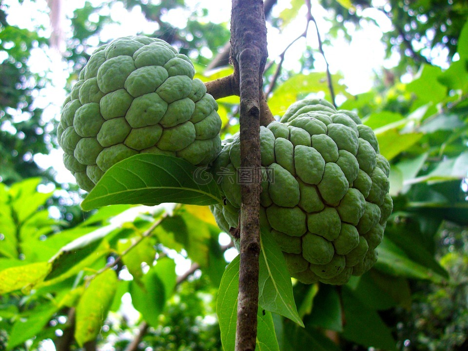 sugarapple,番荔枝,水果