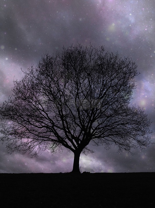 孤树,星星,夜