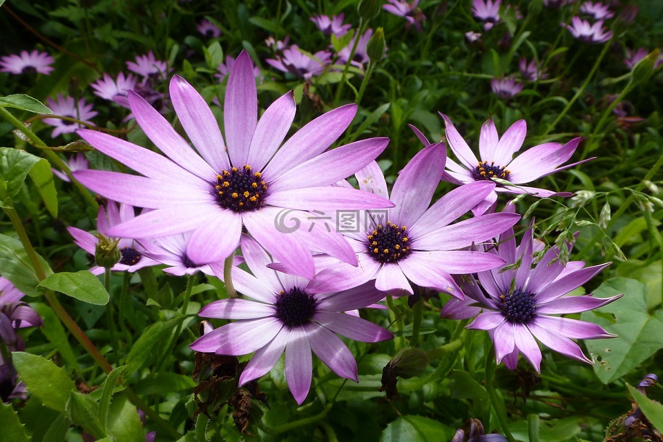 紫色的花朵,植物,花瓣