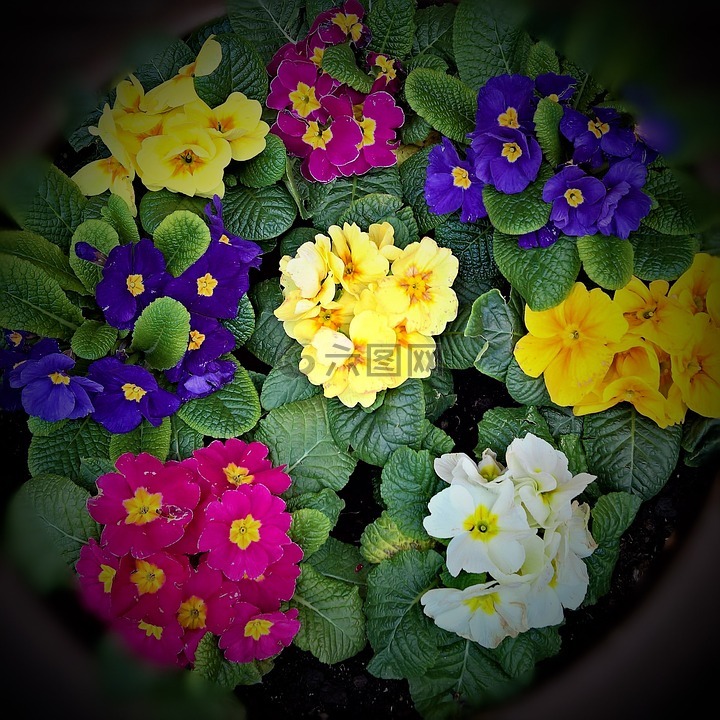 春天的花朵,报春花,许多丰富多彩的颜色