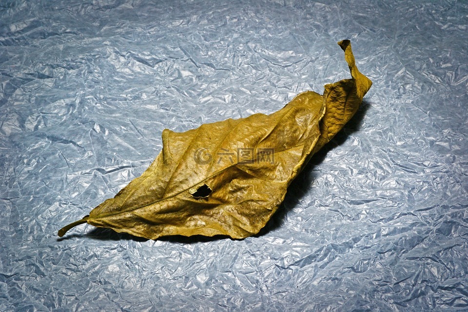 光画,叶,干的叶