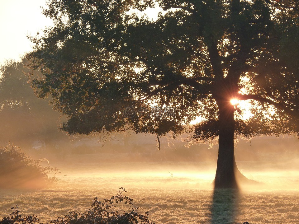秋天,雾,太阳