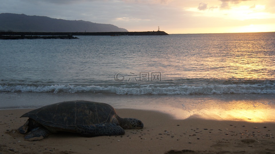 龟,日落,海滩