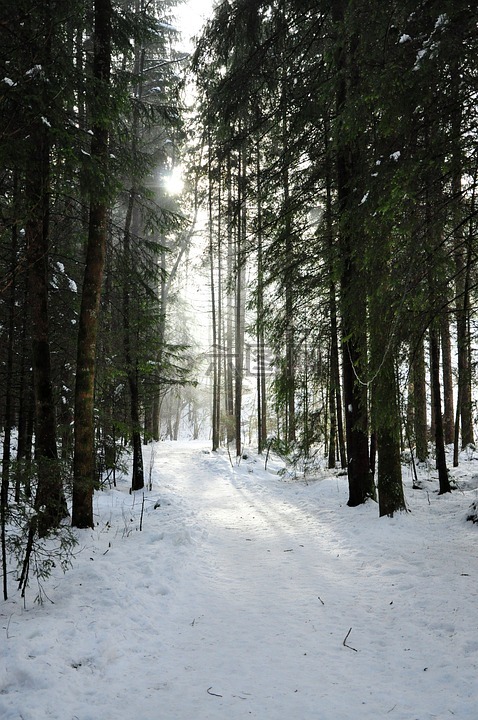 森林,太阳,雪景