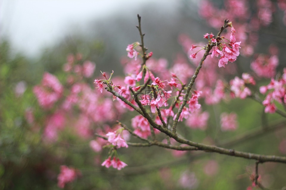 花,桃花,红色的花朵