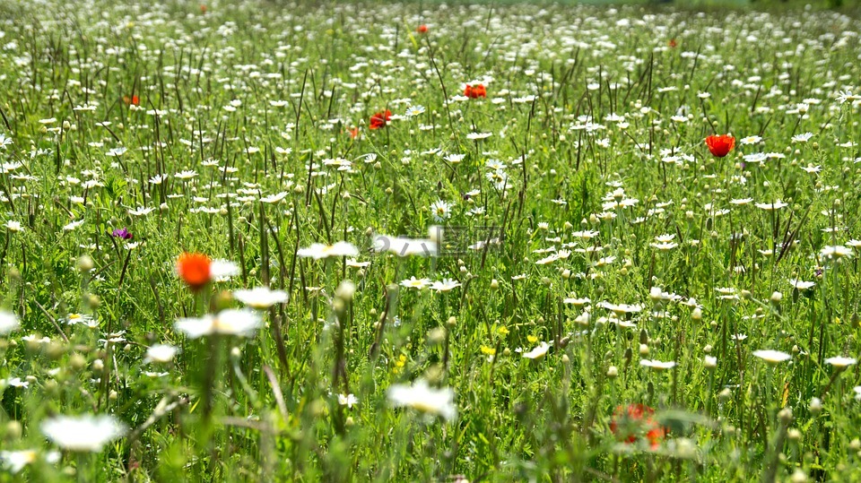 鲜花,草地,白