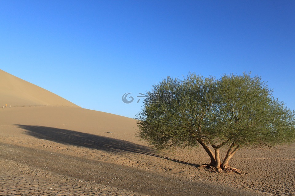沙漠,树,蓝天