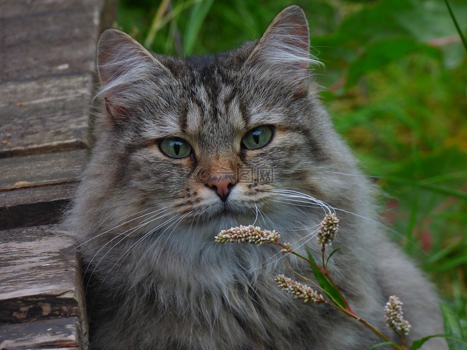 挪威森林猫,猫花,长毛猫