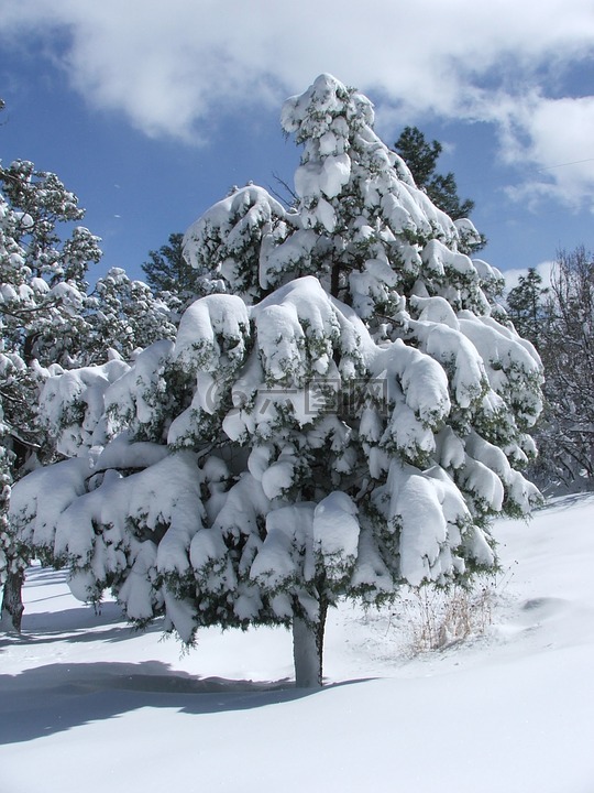 树,松树,雪
