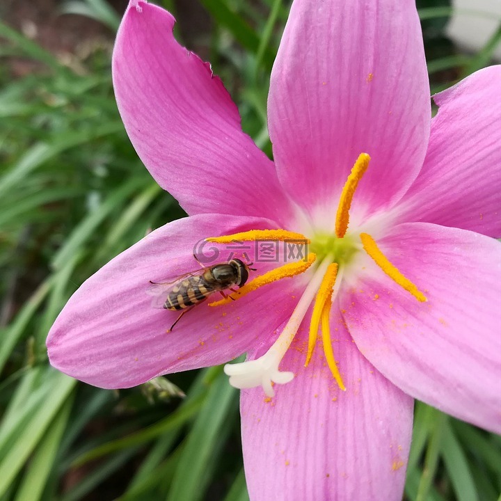 鲜花,颜色,蜜蜂