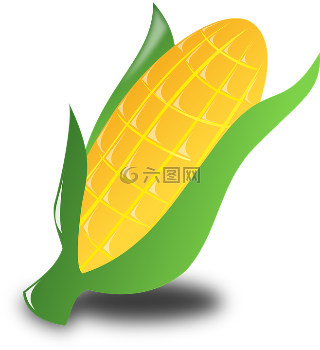 玉米,作物,收获