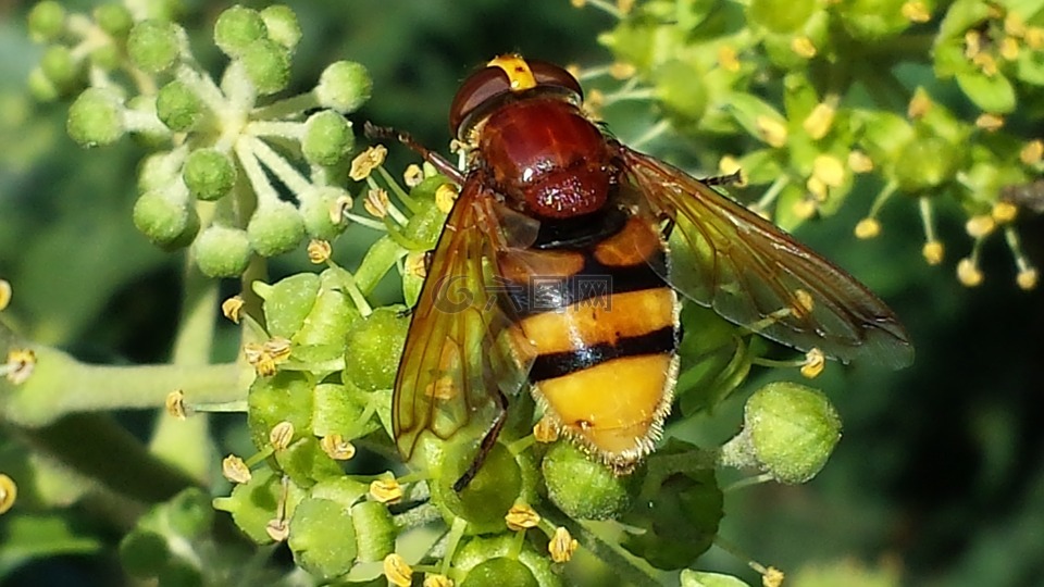 hoverfly,昆虫,授粉
