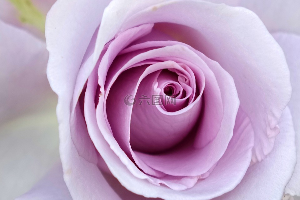 薔薇,玫瑰,紫色