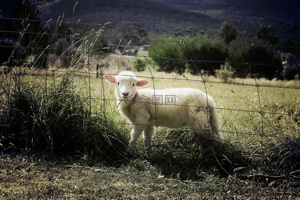羊肉,羊,农场